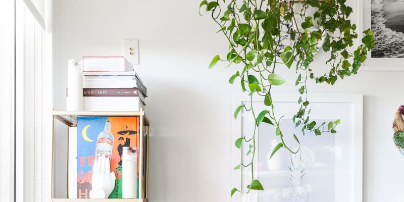 Indoor on sale vine plants